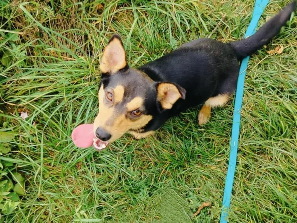 Pies do adopcji, Pawłowo, 5 września 2025 (1/4)