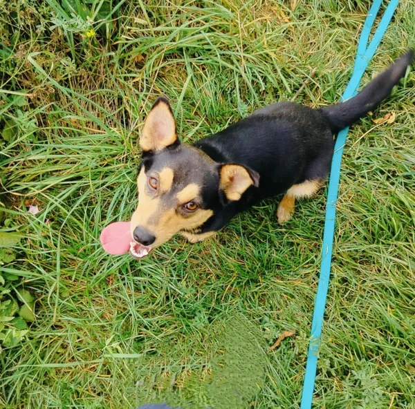 Pies do adopcji, Pawłowo, 5 września 2025 (2/4)