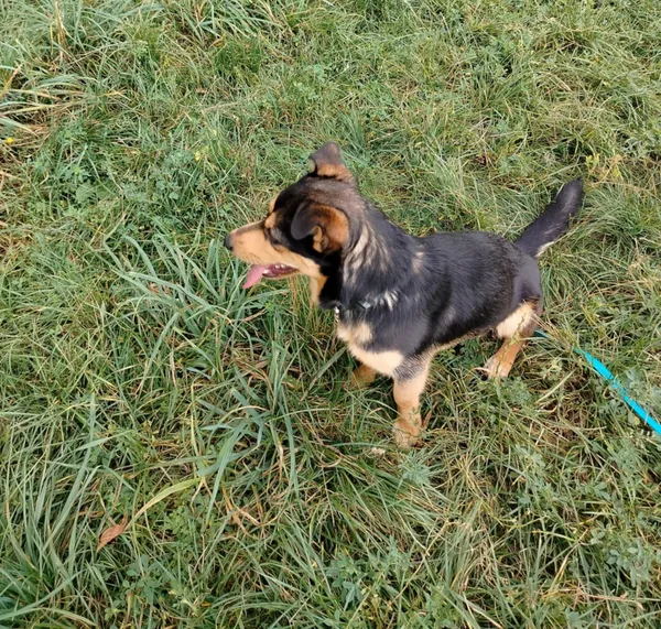 Pies do adopcji, Pawłowo, 5 września 2025 (3/4)