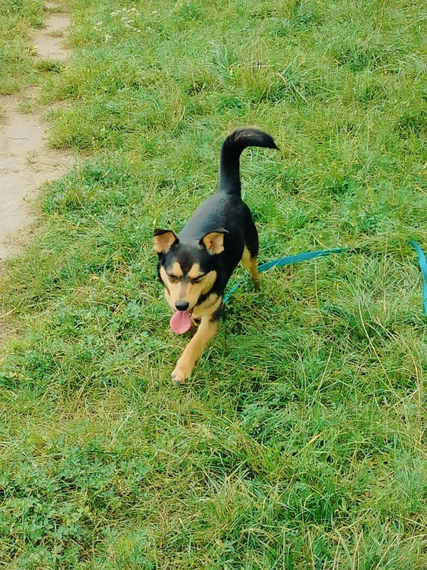 Pies do adopcji, Pawłowo, 5 września 2025 (4/4)