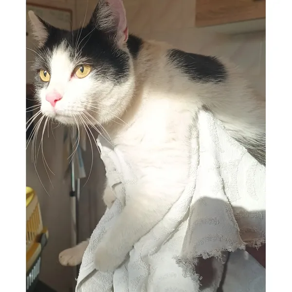 Znaleziono kota, Białystok, 22 sierpnia 2025