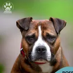 Pies do adopcji