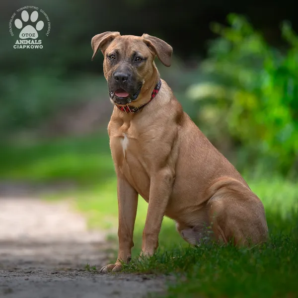 Pies do adopcji, Gdynia, 5 września 2025 (4/4)