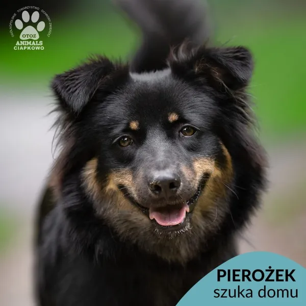 Pies do adopcji, Gdynia, 5 września 2025 (1/4)