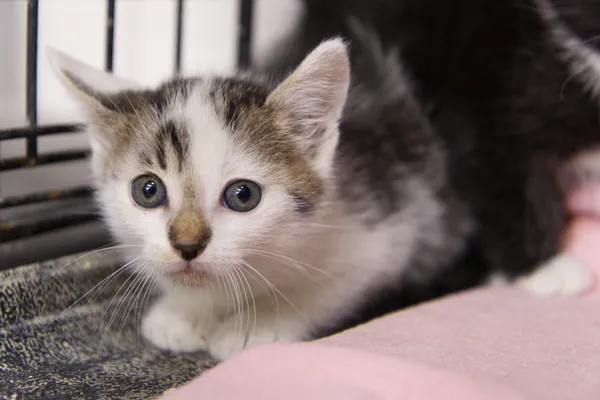 Znaleziono kota, Sosnowiec, 4 września 2025 (1/2)