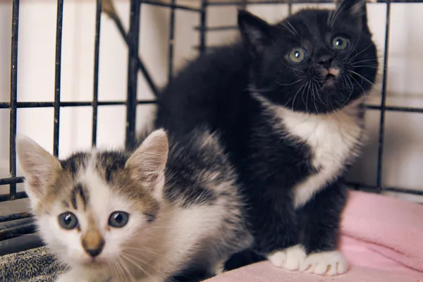 Znaleziono kota, Sosnowiec, 4 września 2025 (2/2)