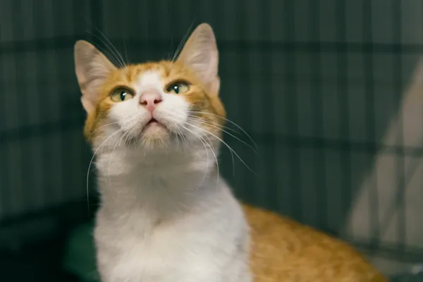 Znaleziono kota, Sosnowiec, 4 września 2025 (1/2)