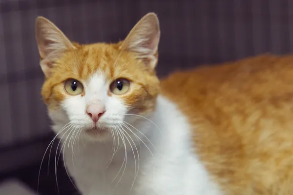 Znaleziono kota, Sosnowiec, 4 września 2025 (2/2)