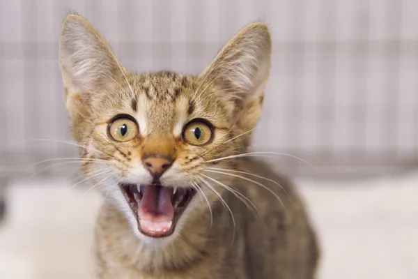 Znaleziono kota, Sosnowiec, 3 września 2025 (2/3)