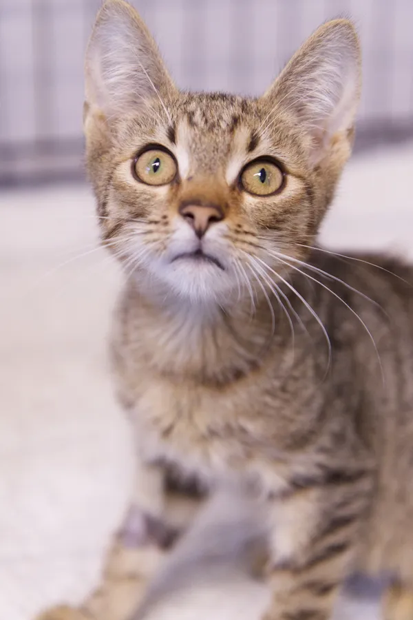 Znaleziono kota, Sosnowiec, 3 września 2025 (3/3)