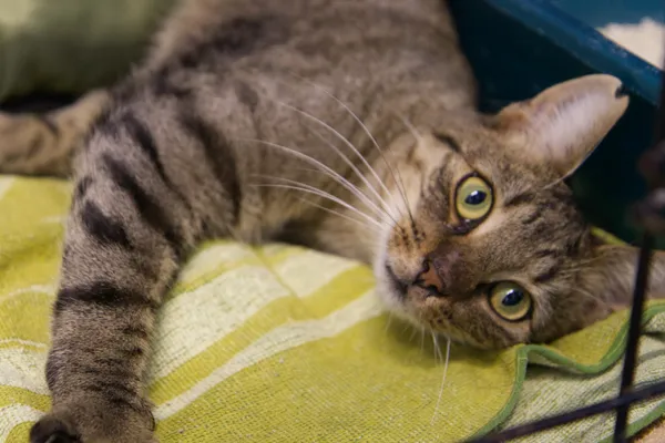 Znaleziono kota, Sosnowiec, 2 września 2025 (1/5)