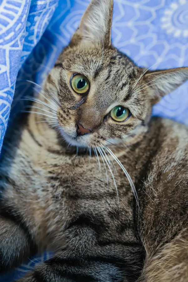 Znaleziono kota, Sosnowiec, 2 września 2025 (3/5)