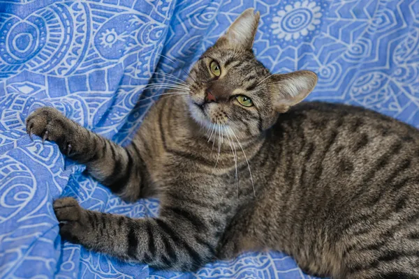 Znaleziono kota, Sosnowiec, 2 września 2025 (4/5)