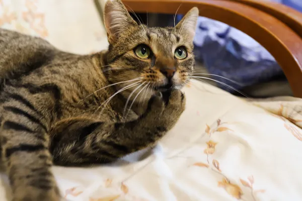 Znaleziono kota, Sosnowiec, 2 września 2025 (5/5)