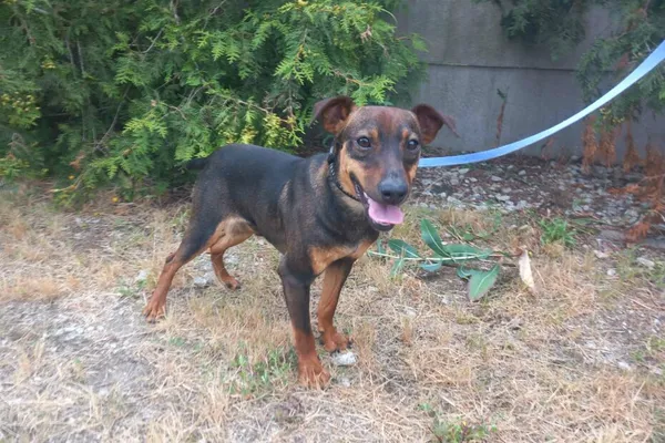 Pies do adopcji, Henrykowo, 10 lipca 2025