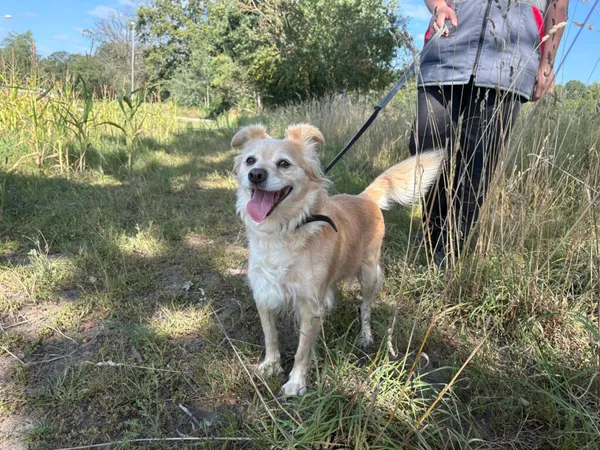 Pies do adopcji, Henrykowo, 30 lipca 2025 (2/3)