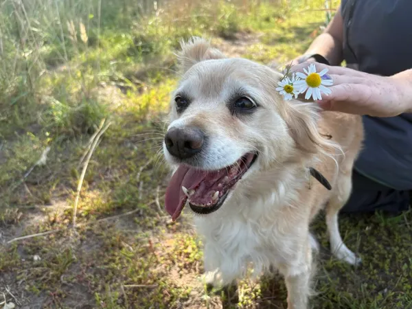 Pies do adopcji, Henrykowo, 30 lipca 2025 (3/3)