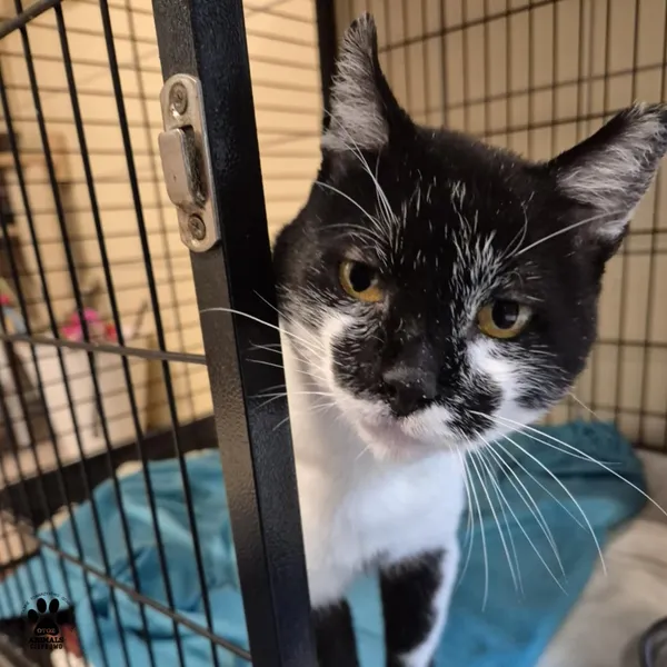 Kot do adopcji, Gdynia, 5 września 2025 (3/4)