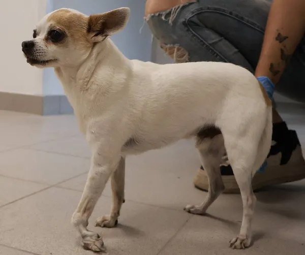 Znaleziono psa, Łódź, 5 września 2025 (1/2)