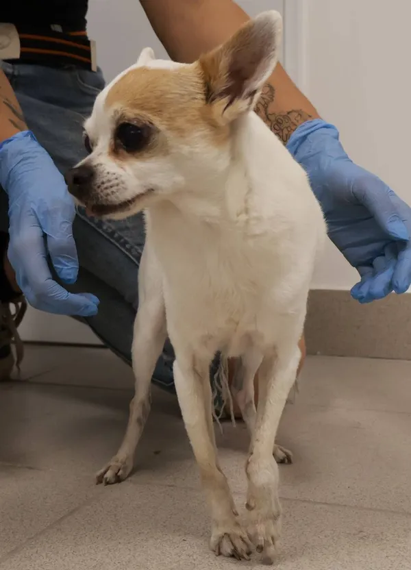 Znaleziono psa, Łódź, 5 września 2025 (2/2)