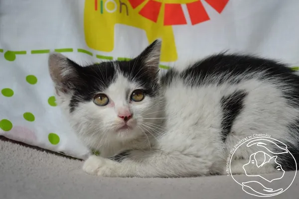 Kot do adopcji, Chełmek, 16 sierpnia 2025