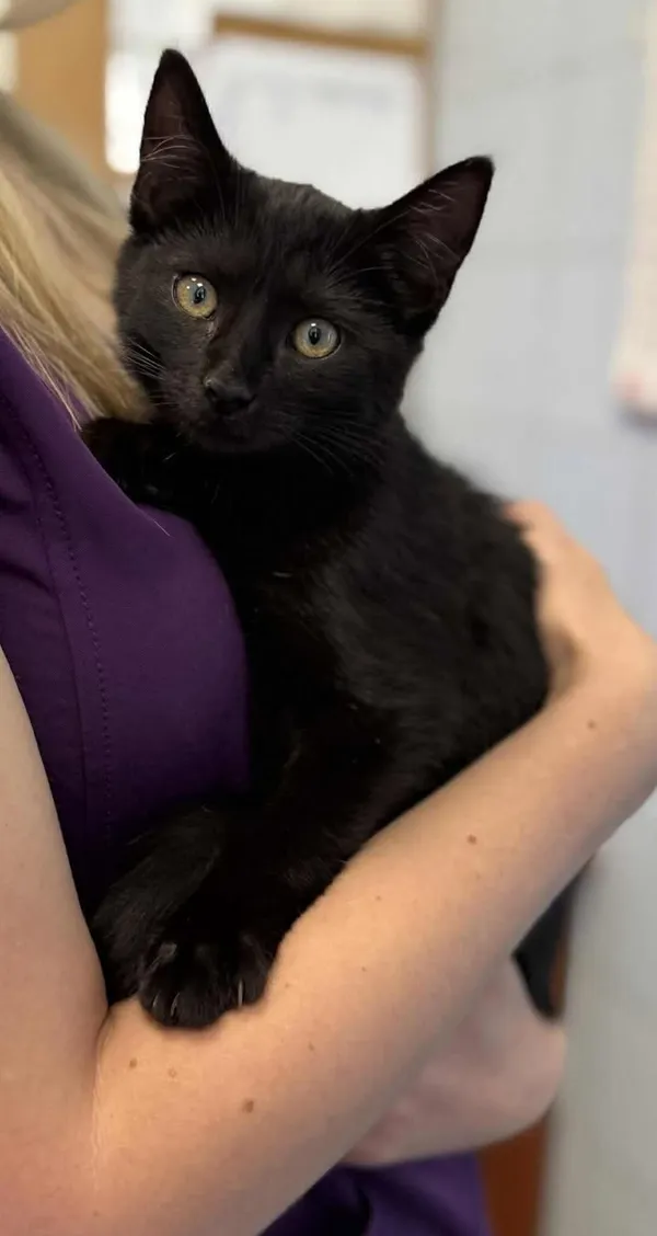 Znaleziono kota, Lublin, 5 września 2025