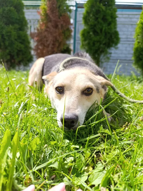 Pies do adopcji, Bełchatów, 20 kwietnia 2021 (1/4)