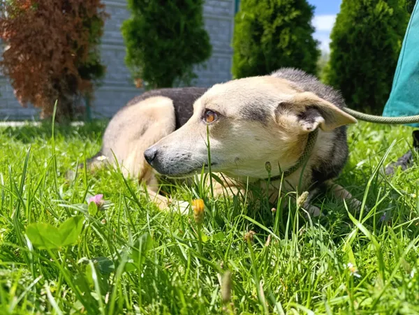 Pies do adopcji, Bełchatów, 20 kwietnia 2021 (2/4)