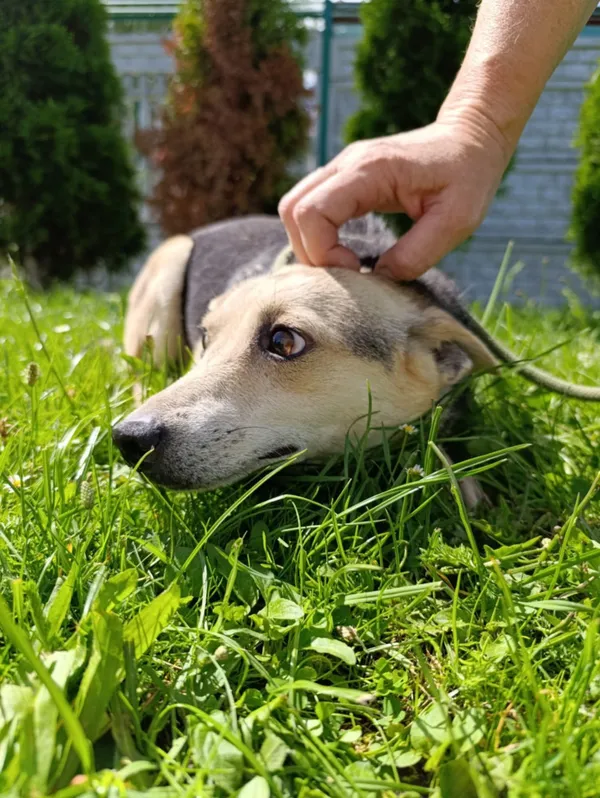 Pies do adopcji, Bełchatów, 20 kwietnia 2021 (3/4)