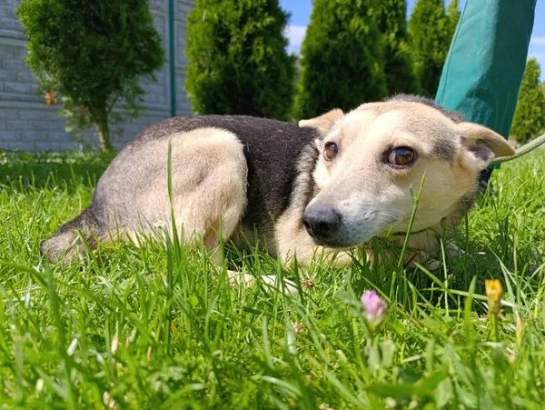 Pies do adopcji, Bełchatów, 20 kwietnia 2021 (4/4)