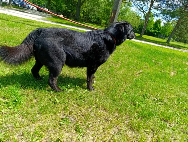 Pies do adopcji, Bełchatów, 12 lutego 2025 (2/5)