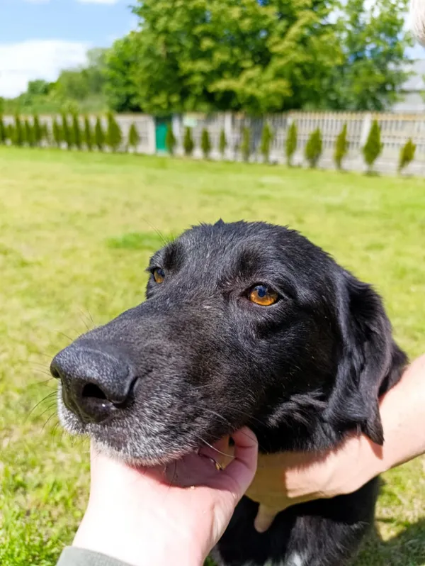 Pies do adopcji, Bełchatów, 12 lutego 2025 (3/5)