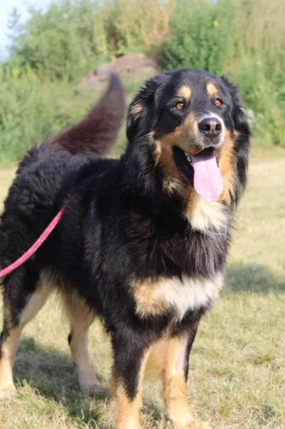 Pies do adopcji, Bełchatów, 23 lipca 2025 (1/5)