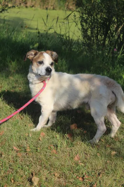 Pies do adopcji, Bełchatów, 24 lipca 2025 (2/5)