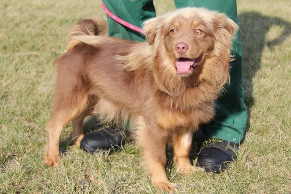 Pies do adopcji, Bełchatów, 28 lipca 2025 (1/5)