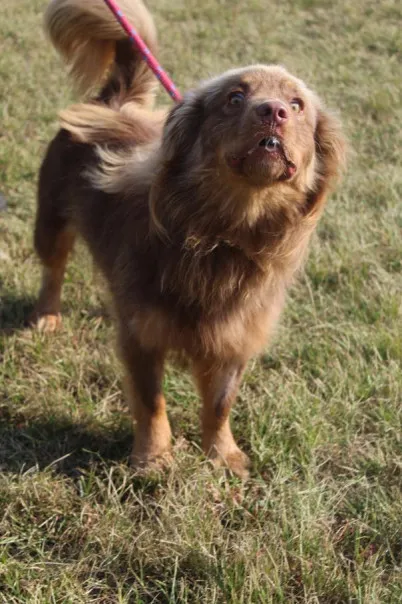 Pies do adopcji, Bełchatów, 28 lipca 2025 (3/5)