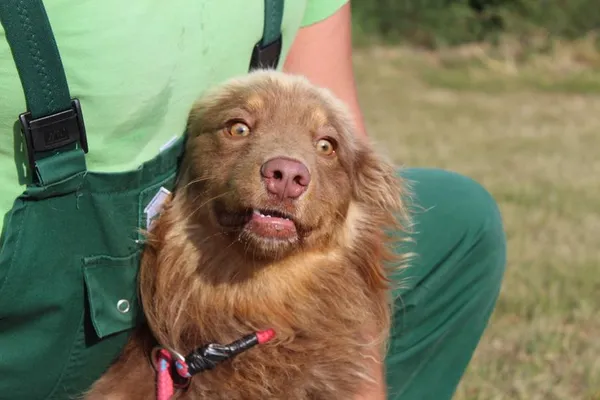 Pies do adopcji, Bełchatów, 28 lipca 2025 (4/5)