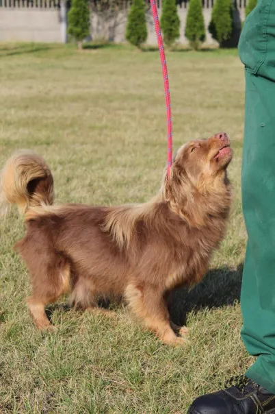 Pies do adopcji, Bełchatów, 28 lipca 2025 (5/5)