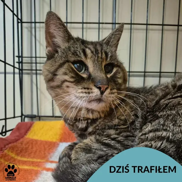 Znaleziono kota, Gdynia, 2 września 2025