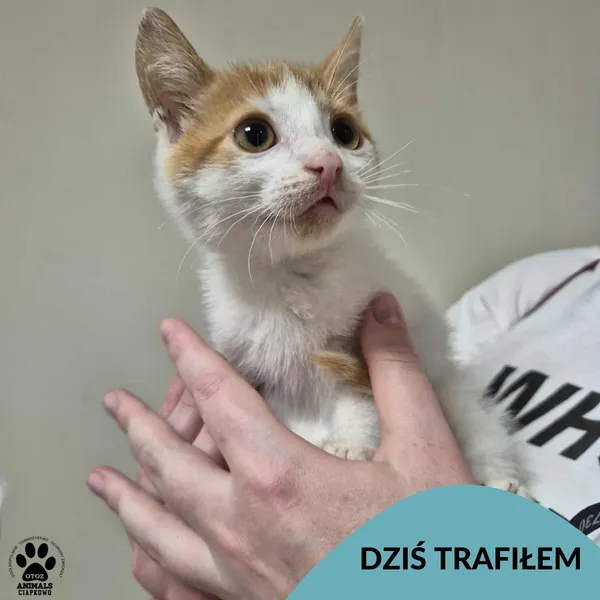 Znaleziono kota, Gdynia, 1 września 2025