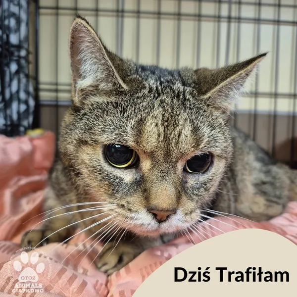 Znaleziono kota, Gdynia, 1 września 2025