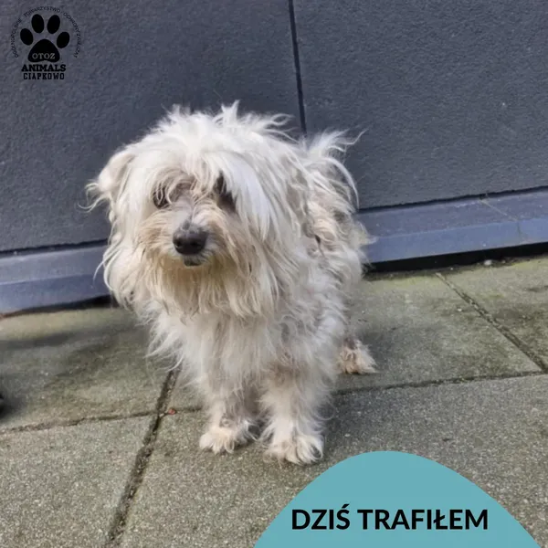 Znaleziono psa, Gdynia, 1 września 2025