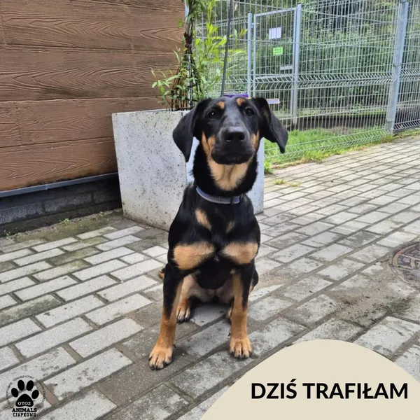 Znaleziono psa, Gdynia, 23 sierpnia 2025