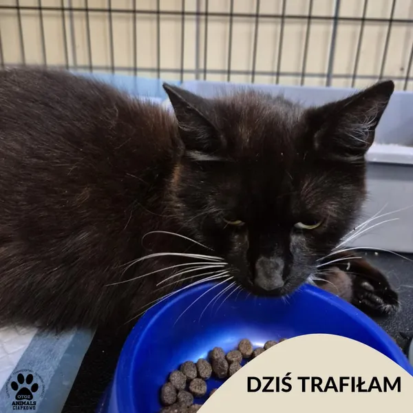 Znaleziono kota, Gdynia, 22 sierpnia 2025