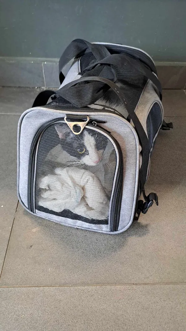 Znaleziono kota, Olsztyn, 2 września 2025 (2/2)