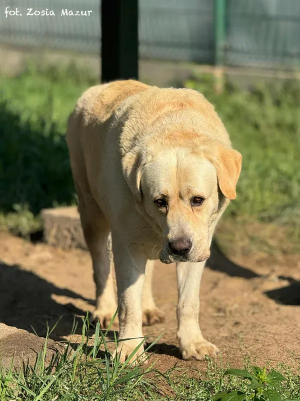 Pies do adopcji, Bydgoszcz, 5 września 2025 (2/5)