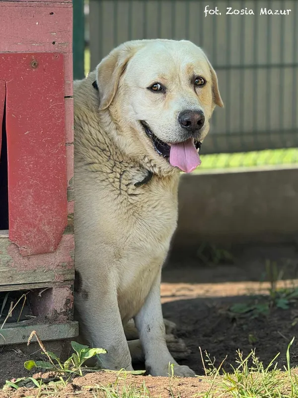 Pies do adopcji, Bydgoszcz, 5 września 2025 (5/5)