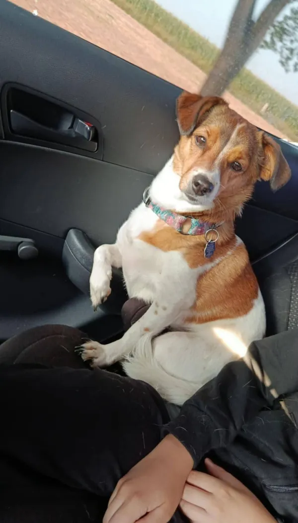 Zaginął pies, Łódź, 6 września 2025