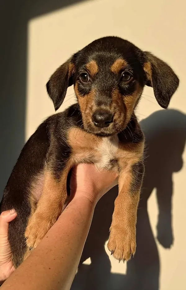 Znaleziono psa, Lublin, 4 września 2025