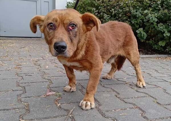 Znaleziono psa, Lublin, 4 września 2025